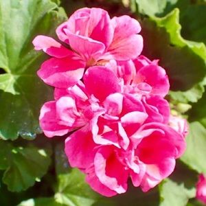 Meet your Posher, Marci